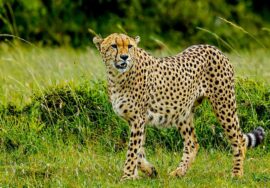 Mombasa, Masai Mara, Lake Nakuru, Samburu, Economy, Safari, Air-Road
