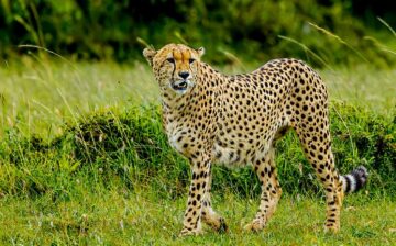 Mombasa, Masai Mara, Lake Nakuru, Samburu, Economy, Safari, Air-Road