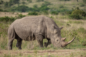 Nairobi National Park