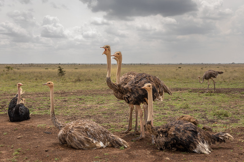 Nairobi National Park