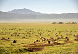 Ngorongoro CONSERVATION AREA