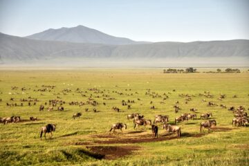 Ngorongoro CONSERVATION AREA