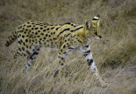Ngorongoro Crater National Park Day Tour