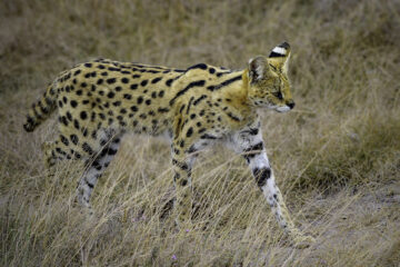 Ngorongoro Crater National Park Day Tour