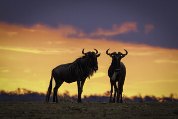 OL KINYEI CONSERVANCY