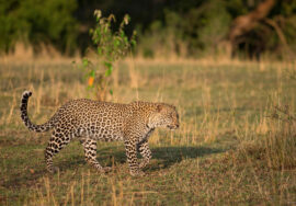 Olare Motorogi Conservancy- Masai Mara