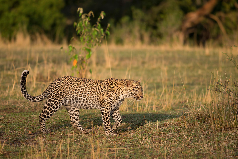 Olare Motorogi Conservancy- Masai Mara