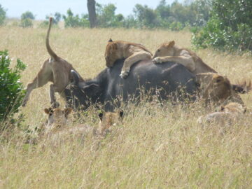 Samburu National Park