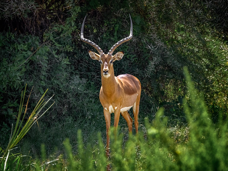 Samburu National Reserve