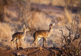 TARANGIRE NATIONAL PARK