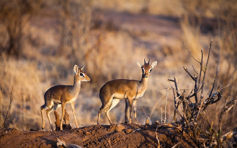 TARANGIRE NATIONAL PARK