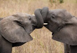 Tarangire National Park Day Tour