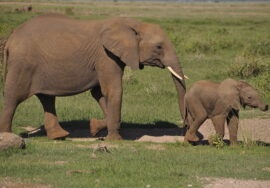 Things to Do in Kenya