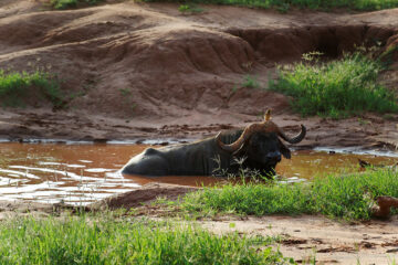 Tsavo East National Park – Kenya