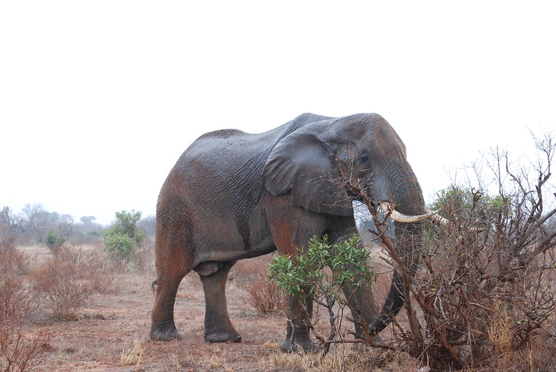Tsavo East National Park