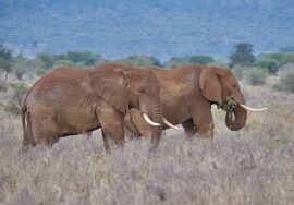 Tsavo West National Park