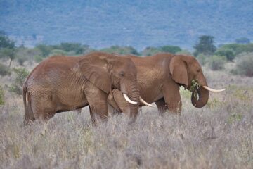 Tsavo West National Park