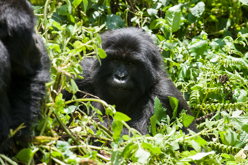 Volcanoes National Park – Rwanda