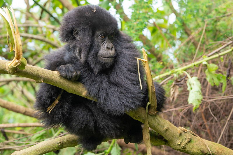 Volcanoes National Park – Rwanda