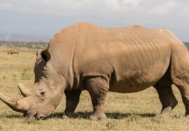 When is the best Time to Visit Kenya 