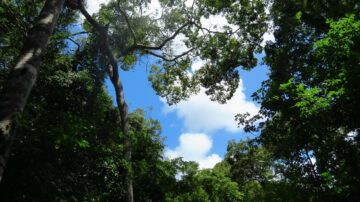 Arabuko Sokoke forest reserve