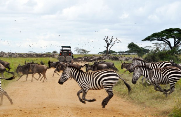 Arusha Day Safaris