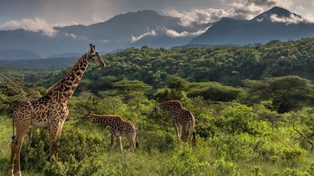 Arusha national Park Day Tour