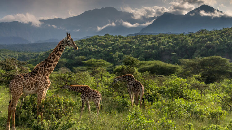 Arusha national Park Day Tour