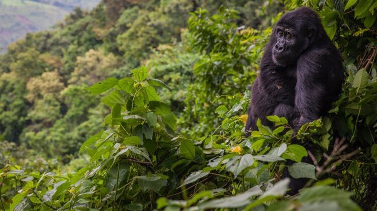 Bwindi Impenetrable National Park – Uganda