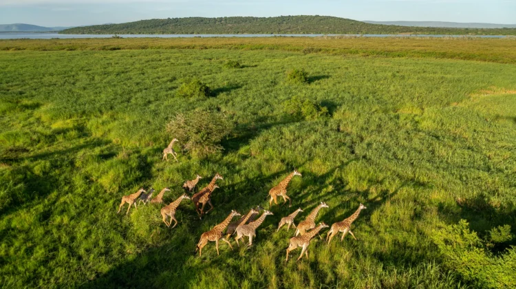 Discover Akagera National Park