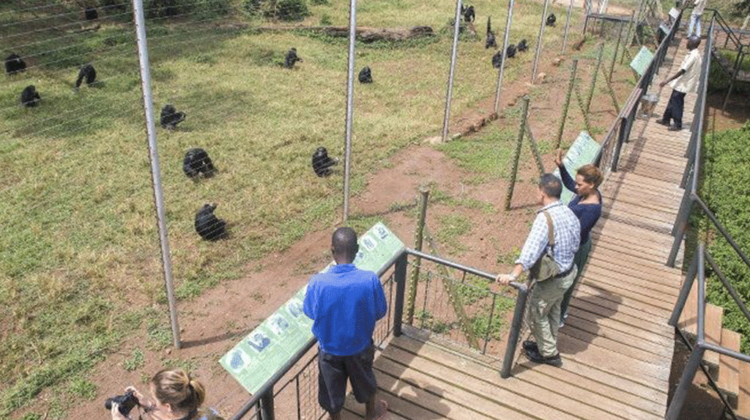 Discover Ngamba Island Chimpanzee Sanctuary