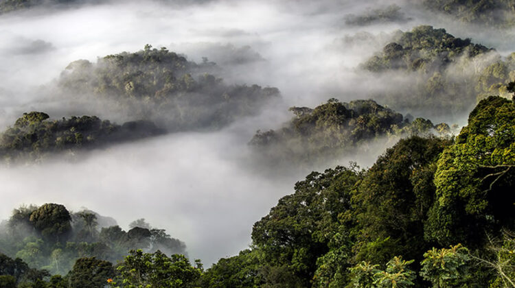Discover Nyungwe Forest National Park