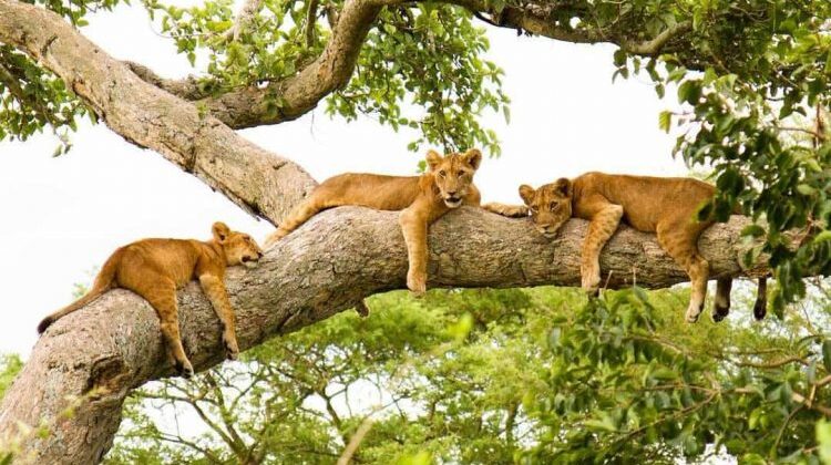 Discover Queen Elizabeth National Park