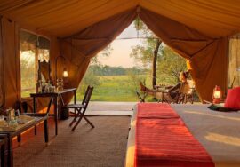 Elephant Pepper Camp Masai Mara