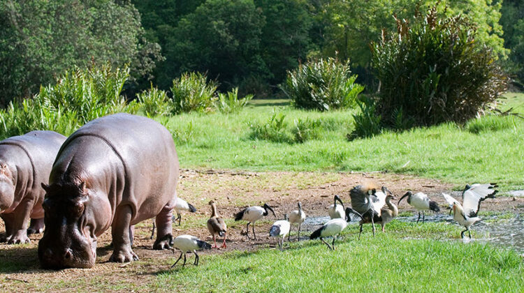 HALLER PARK SANCTUARY