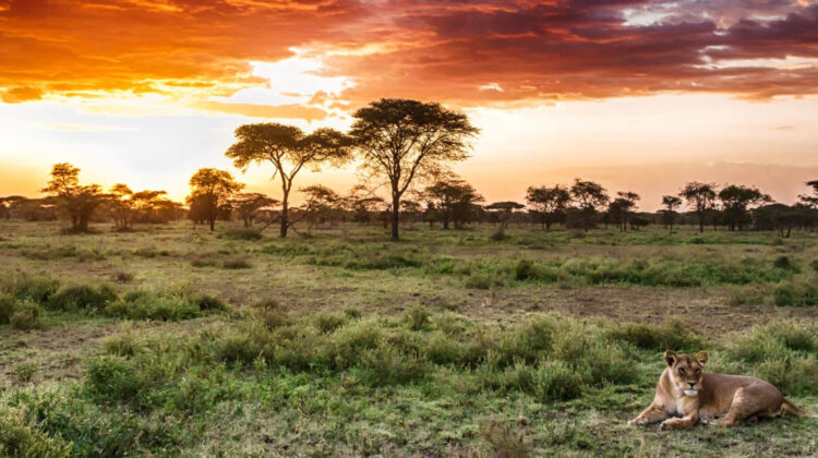 Kenya & Tanzania National Parks & Game Reserves