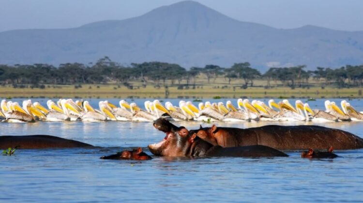 Lake Naivasha National Park