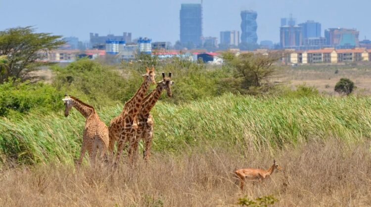 Nairobi Day Trips | Things to Do