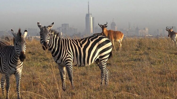 Nairobi Day Trips | Things to Do | Adventure In The Wild Safaris