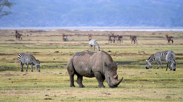 Ngorongoro Crater National Park Day Tour