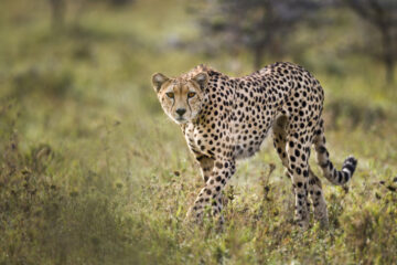 OL KINYEI CONSERVANCY