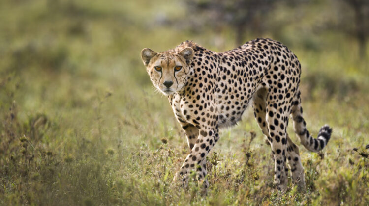 OL KINYEI CONSERVANCY