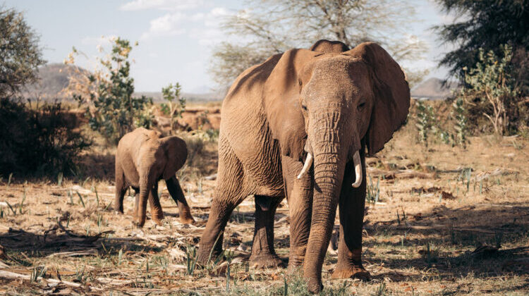 The Best Safaris in Kenya