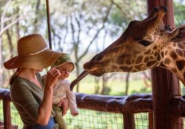 The Giraffe Center