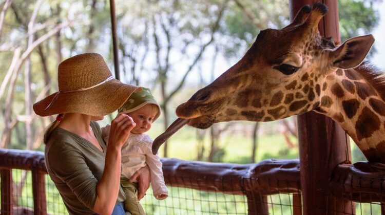 The Giraffe Center