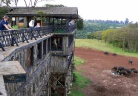 Treetops Lodge
