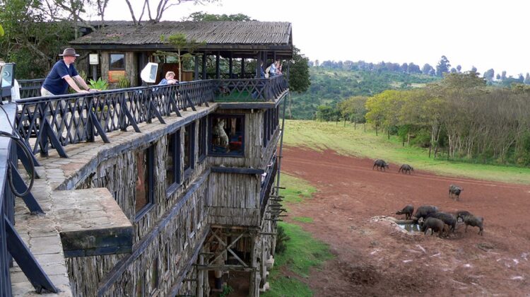 Treetops Lodge