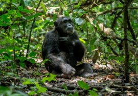 11-day Gorilla & Chimpanzee Treks & Safari Tour