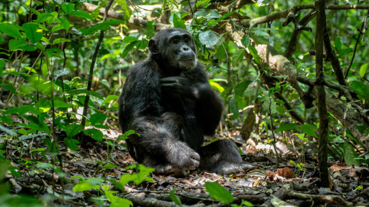 11-day Gorilla & Chimpanzee Treks & Safari Tour