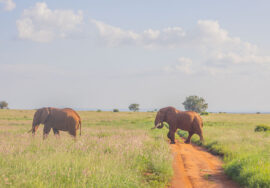 2 DAYS, 1 NIGHT: TSAVO EAST NATIONAL PARK – TAITA HILLS WILDLIFE SANCTUARY
